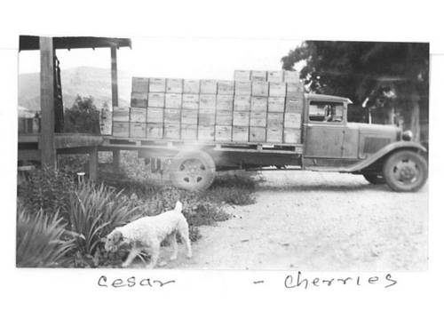 The Allans developed their orchards and successfully harvested fruit over the next decade. By 1949, they were well on their way and had completely replaced all cash crops with orchards. (Pictured is the family’s beloved terrier, Cesar.)